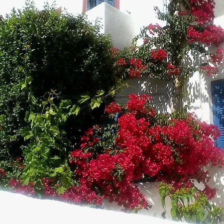 Rena Guest house